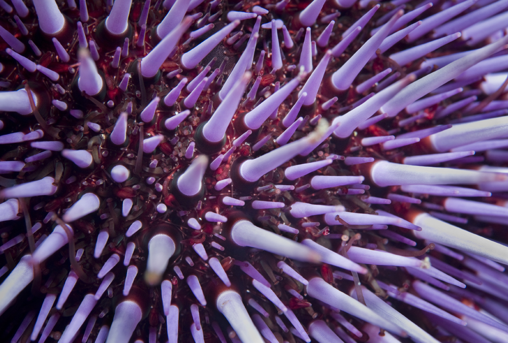 Structure Of Sea Urchin Spine Explains Its Strength And Fragility ...