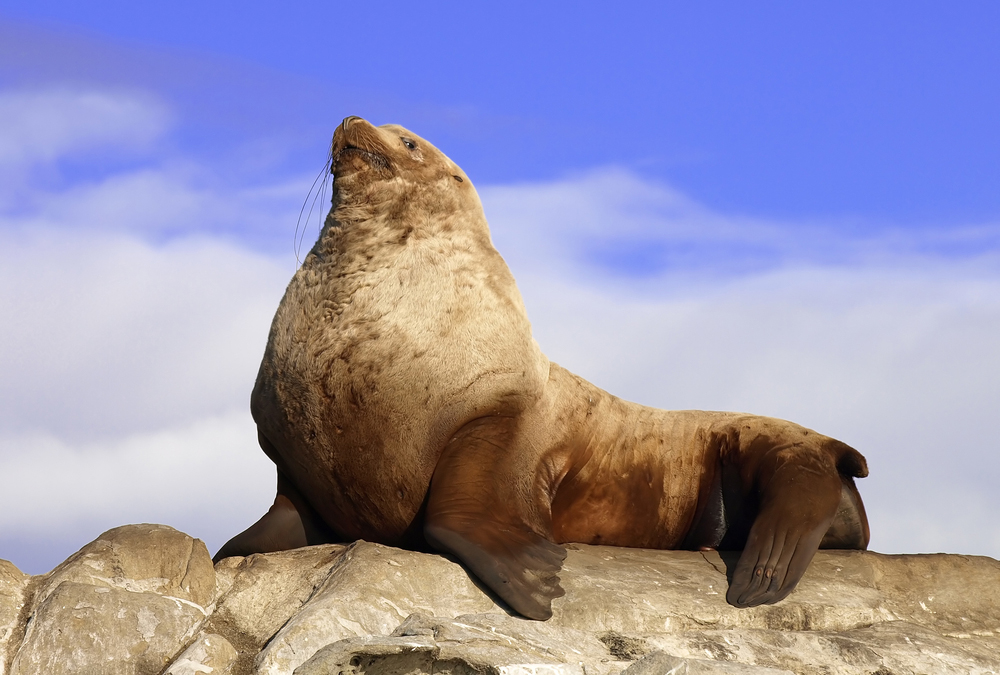 Sexual Dimorphism In Pinnipeds Began Around 20 To 27 Million Years Ago