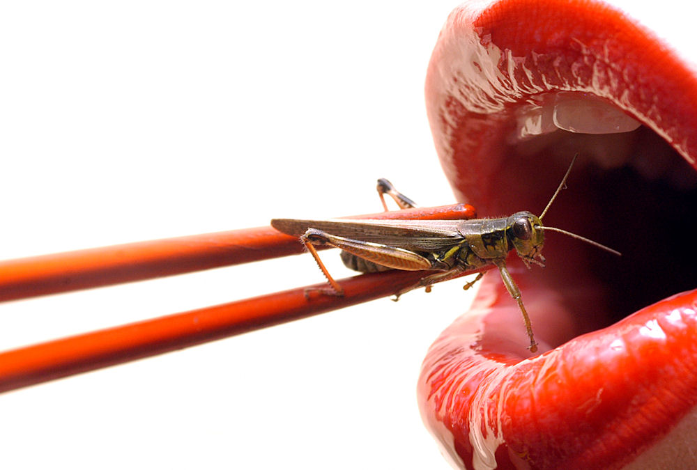 what insects can humans eat