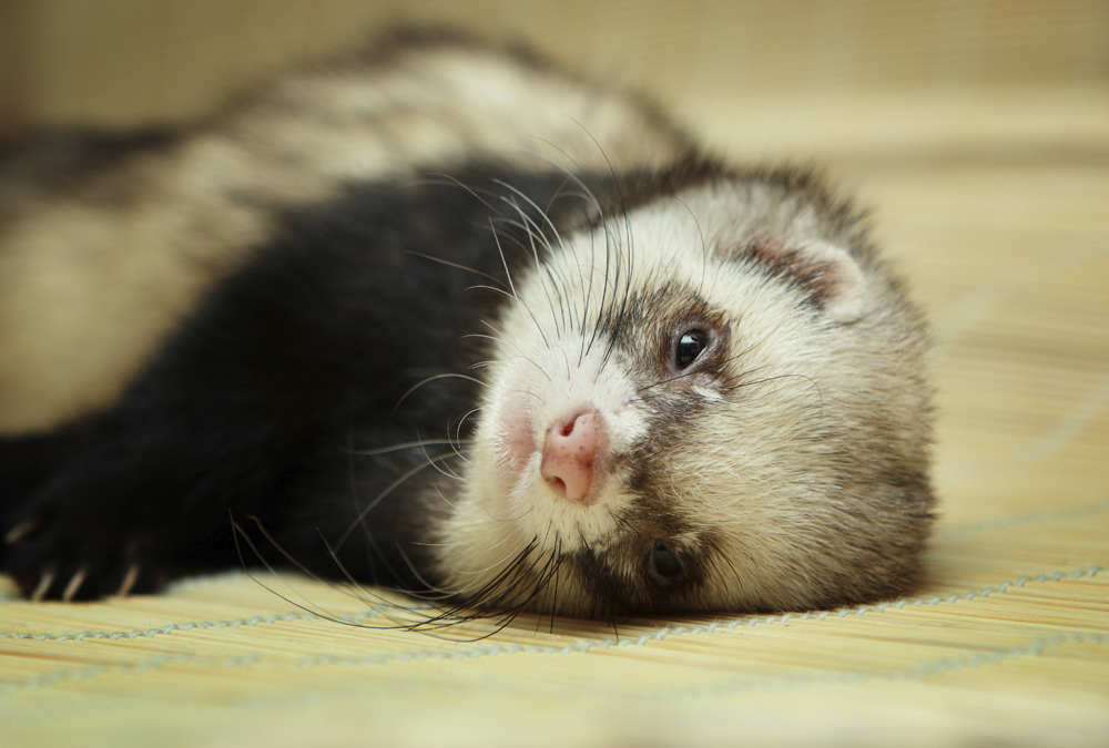 Ferret Genome Sequenced, Holds Clues To Respiratory Diseases - Redorbit