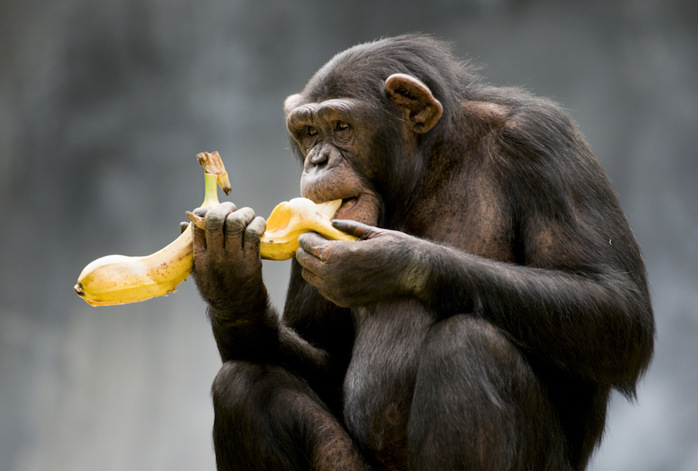 Chimps can "discuss" their favorite fruits and food sources - Redorbit