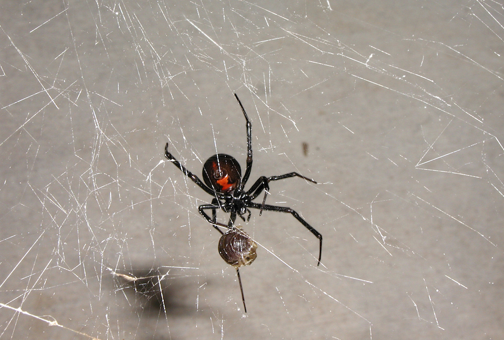 Why Is Black Widow Venom So Dangerous / Most dangerous animal stings and bites in the world | Monagiza - How dangerous are black widows?