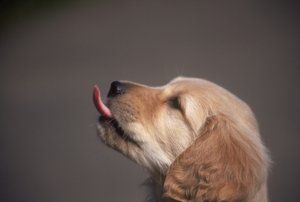 does-dog-saliva-really-heal-wounds-redorbit