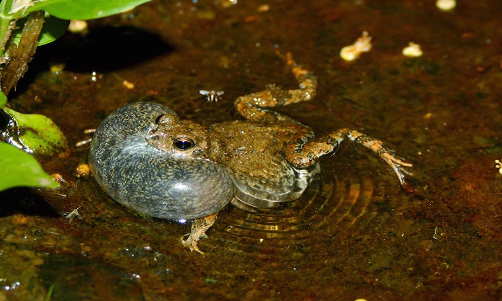 How lady frogs get tricked into mating with ugly males - Redorbit