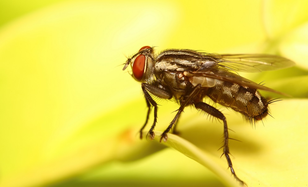 Fruit fly evolution gives way to new wasp species - Redorbit