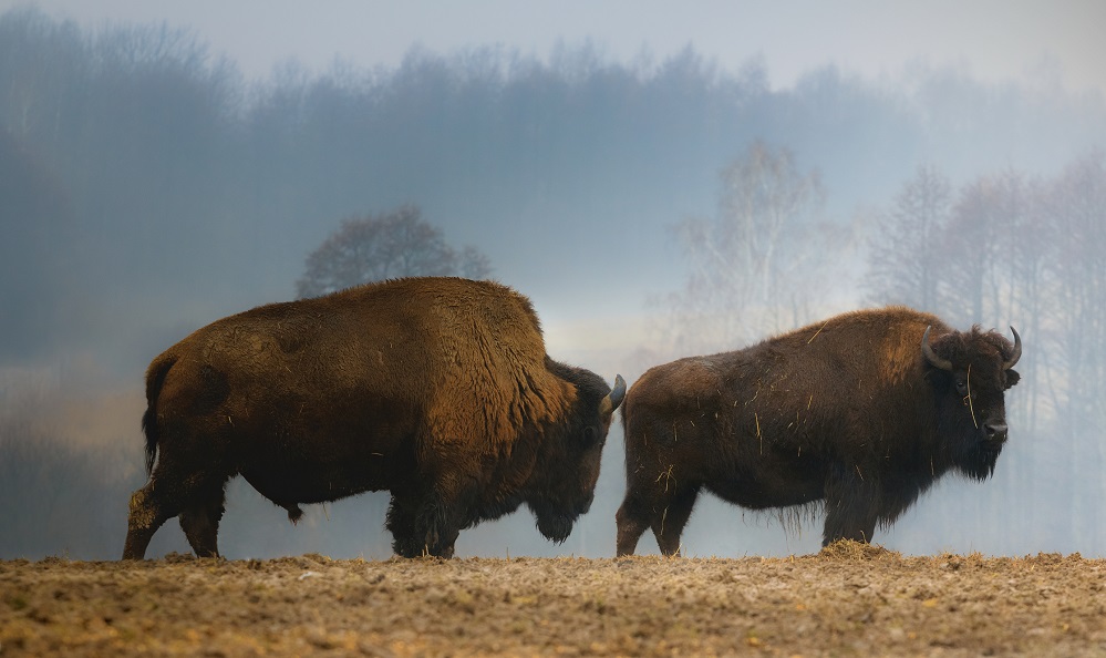 Ancient 14,000-year-old bison remains discovered at Florida excavation ...