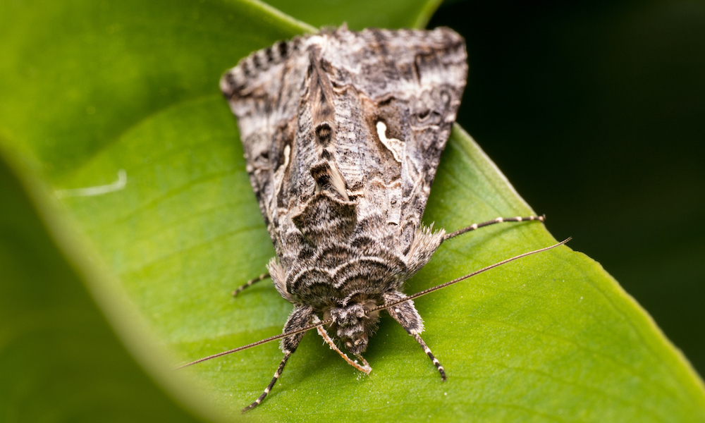 Jumping Gene Took Peppered Moths To The Dark Side