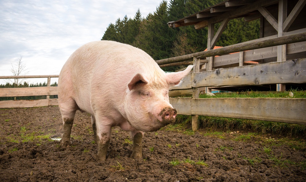 How Big Is A 200 Lb Pig