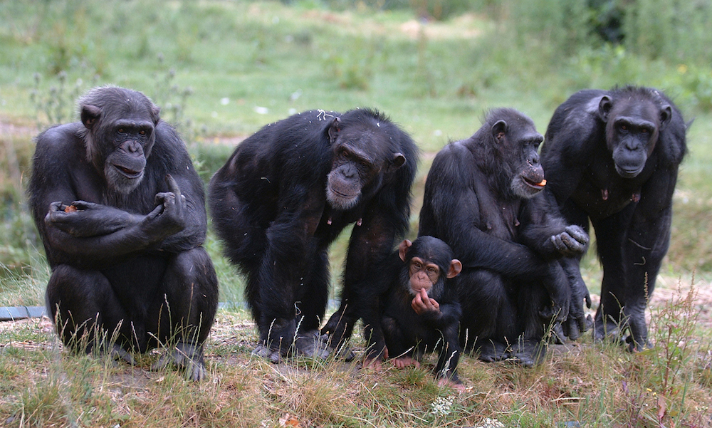 Chimpanzees Are Better Team Players Than Most Humans Study Finds 