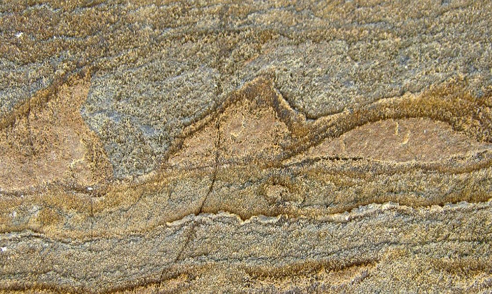 Researcher Finds 3 7 Billion Year Old Fossil The Oldest Ever