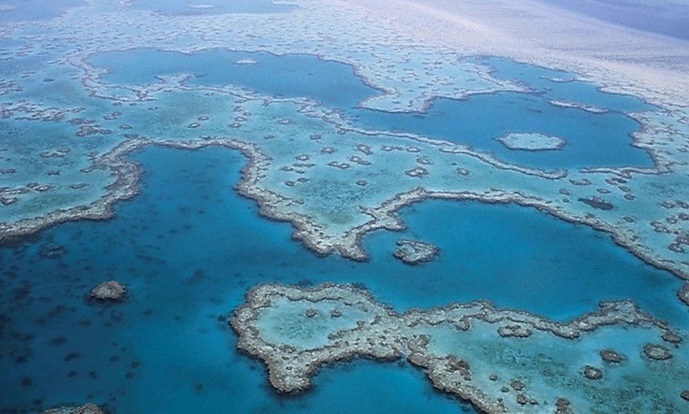 Has The Great Barrier Reef Died? Not Quite. - Redorbit