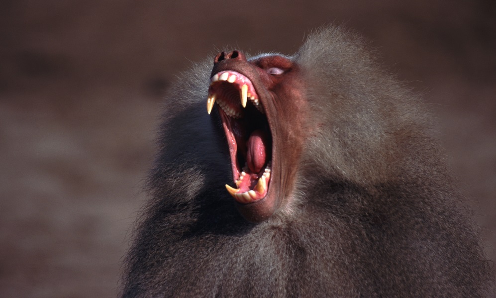 Baboons have been able to make 'vowel sounds' for millions of years ...