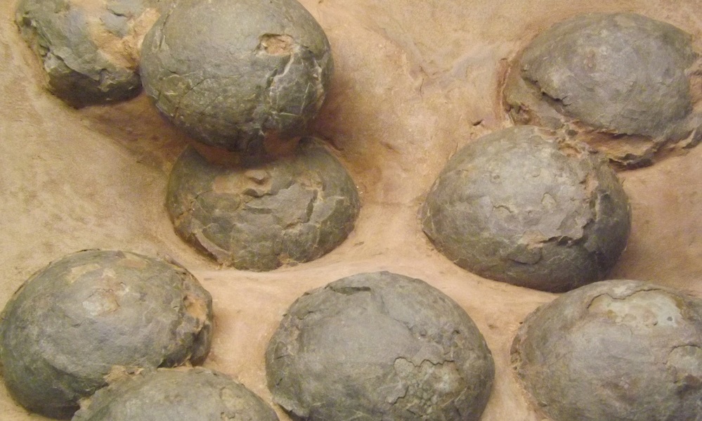 Dinosaur Eggs Show One Reason Why The Dinosaurs Went Extinct - Redorbit