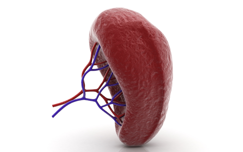 What is Hepatosplenomegaly? - Redorbit