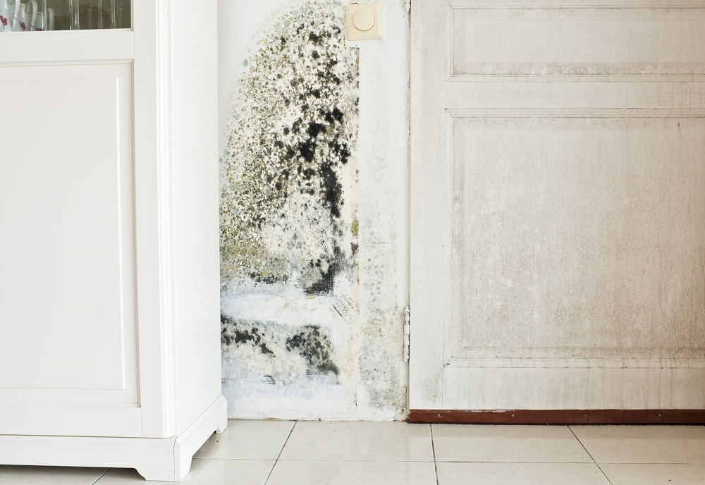 symptoms-of-mold-exposure-and-mold-illness-from-toxic-black-mold